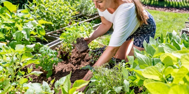 Moestuin in de herfst: Oogsten, opruimen en vooruitkijken