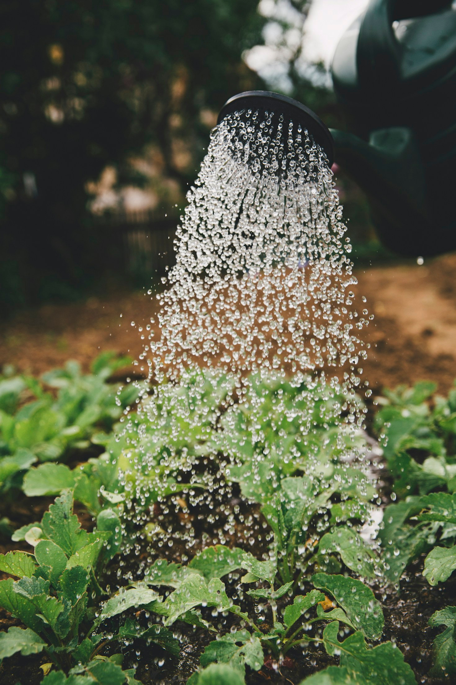 Welkom op onze blogsite : Moestuinier