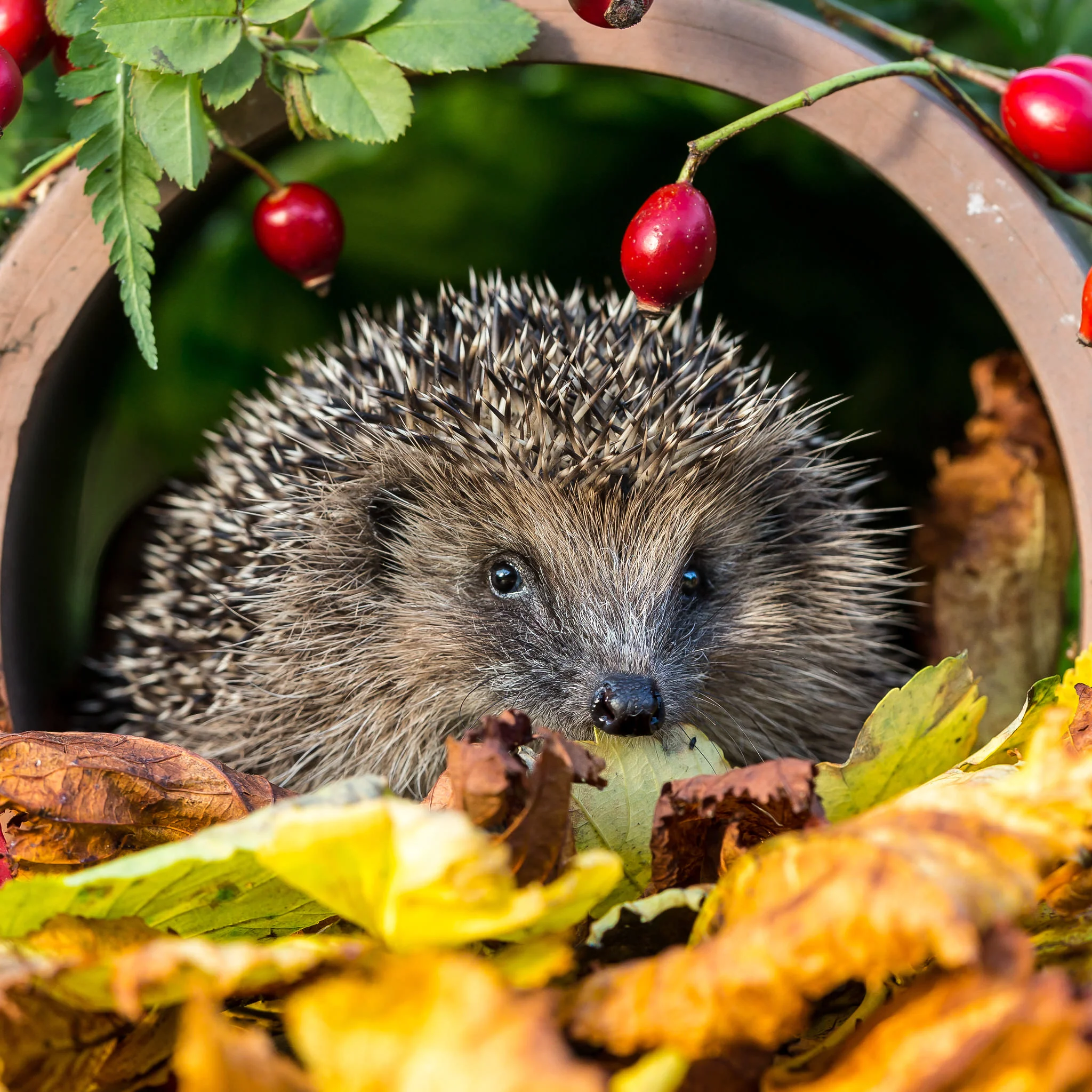 🦔 Blog: “Zo maak je zelf een knus egelhuisje voor in je tuin”