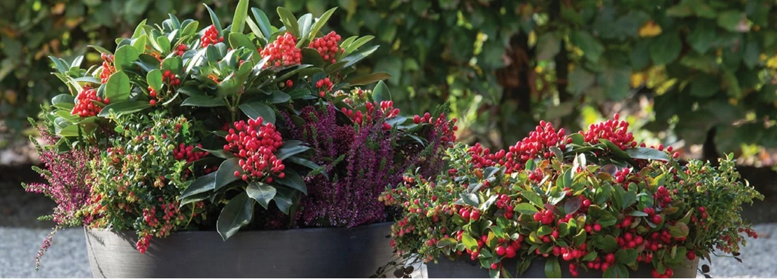 🌿5 Winterharde planten voor je balkon of terras