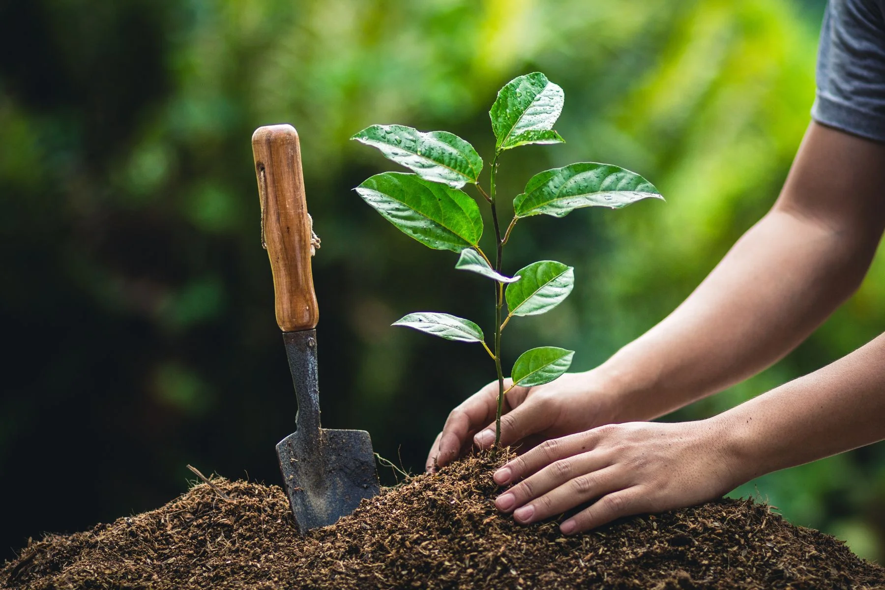 🌱 Waarom fruitbomen planten in november zo slim is